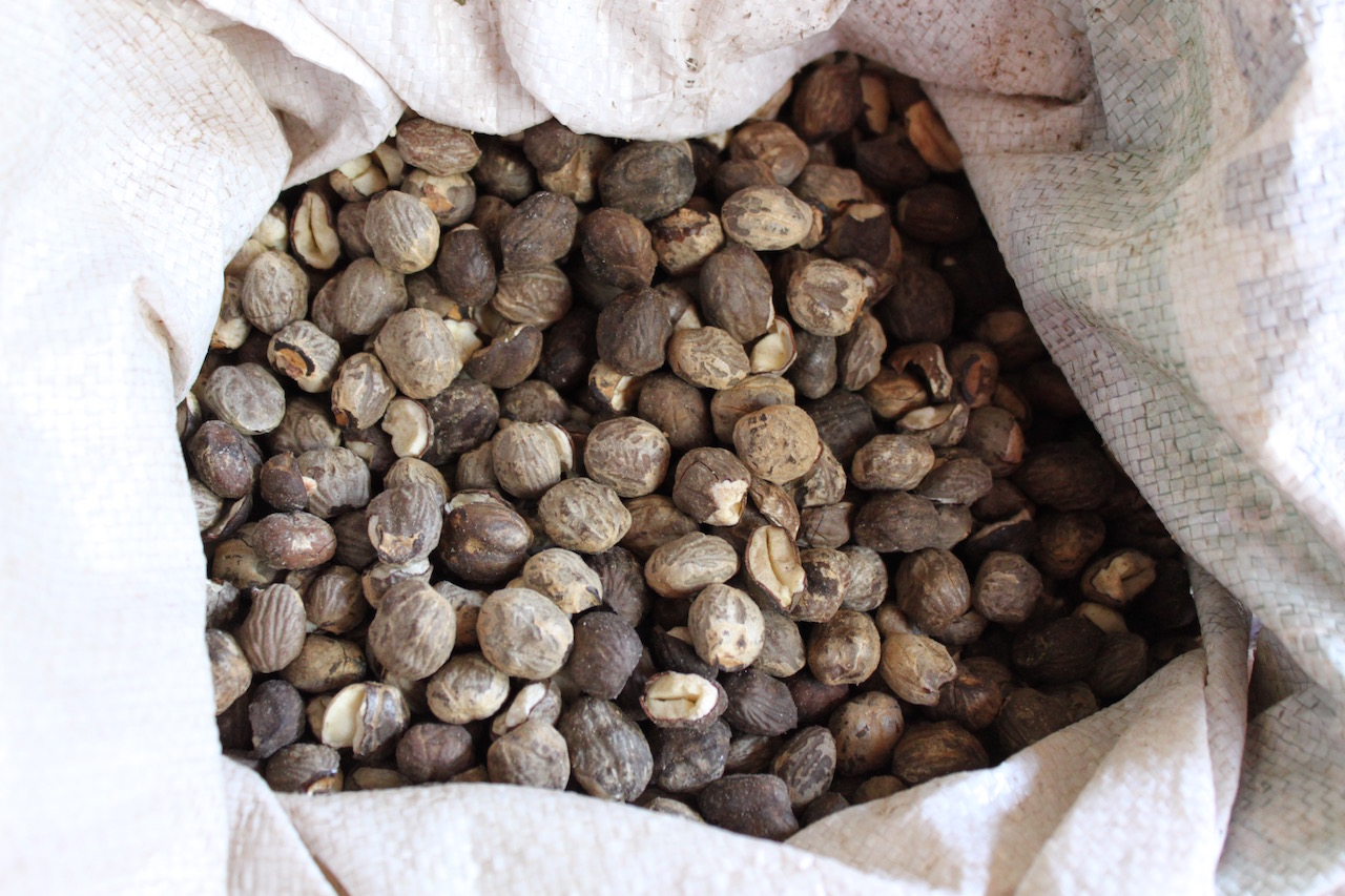 Mongongo nuts, after they have been removed from their rock-hard shells.