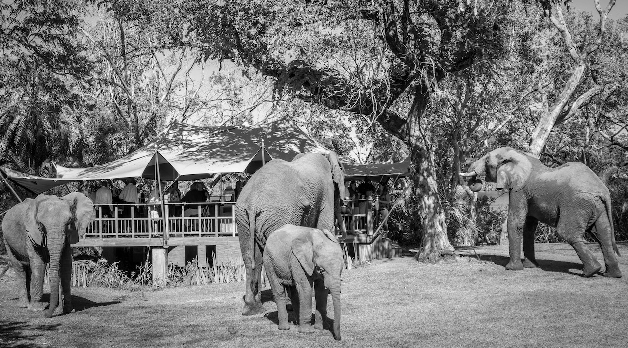 The Elephant Café.