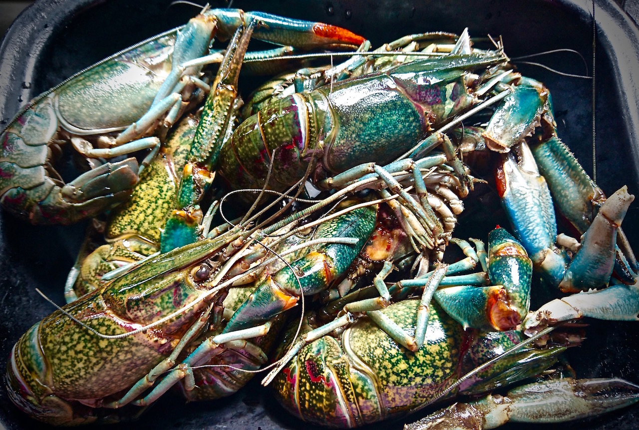 Freshwater crayfish, originally from Australia, are invasive in most of Zambia's waterways.