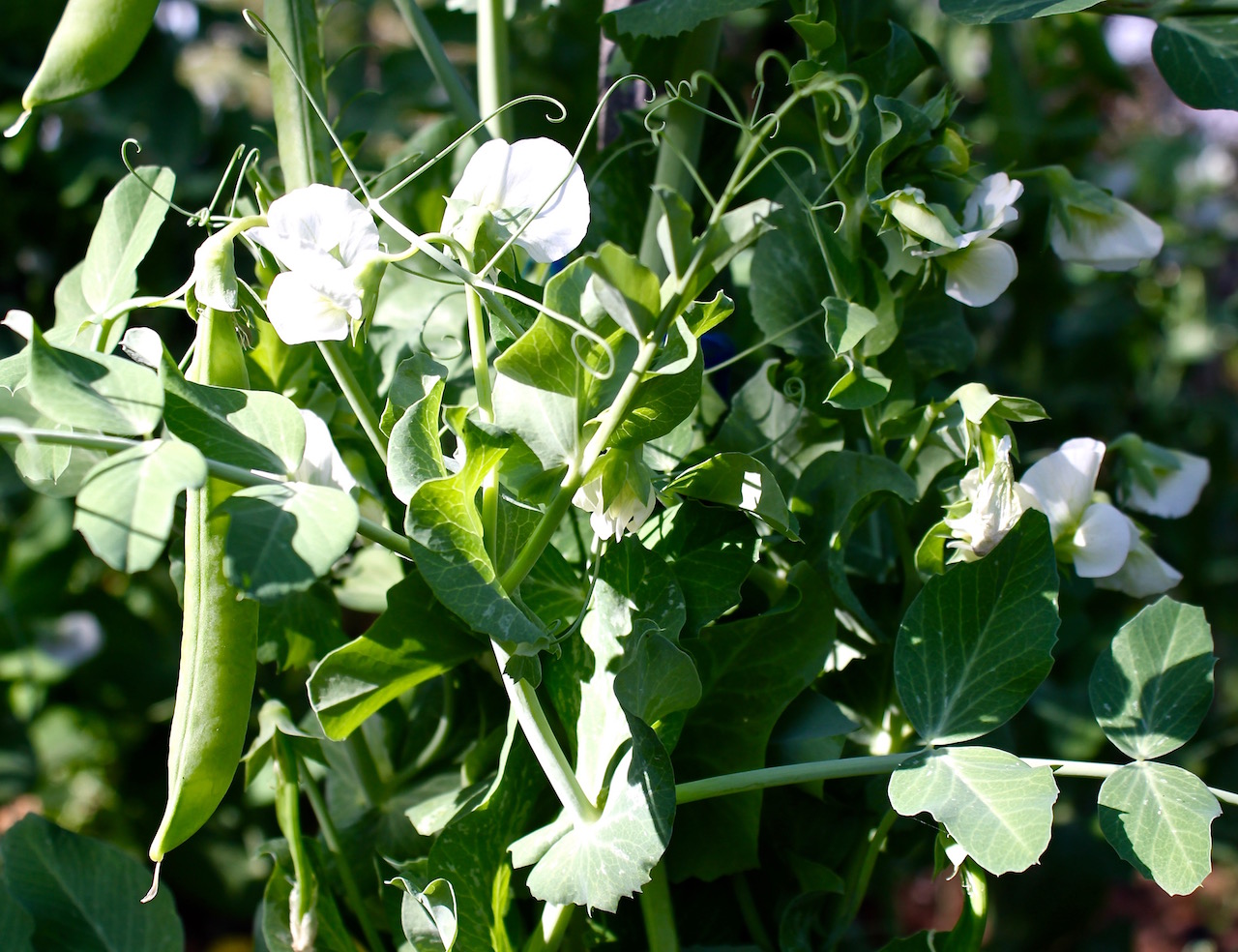 Our garden peas earlier this year, which we froze in bags after being picked young off the vine.