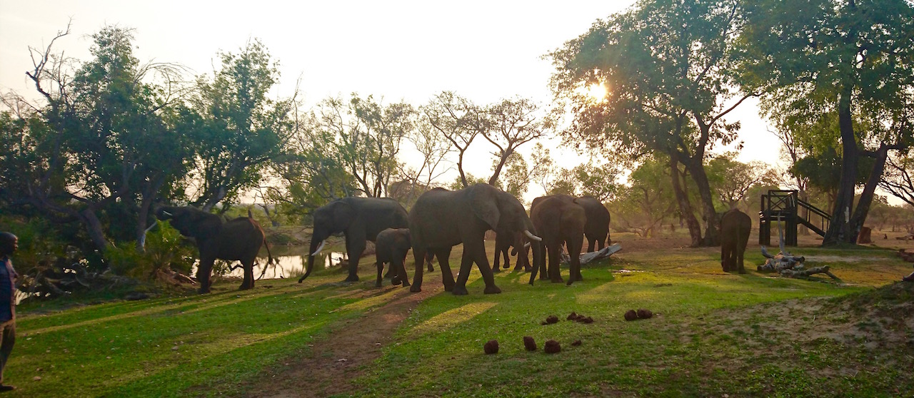 The elephant herd at sunset.