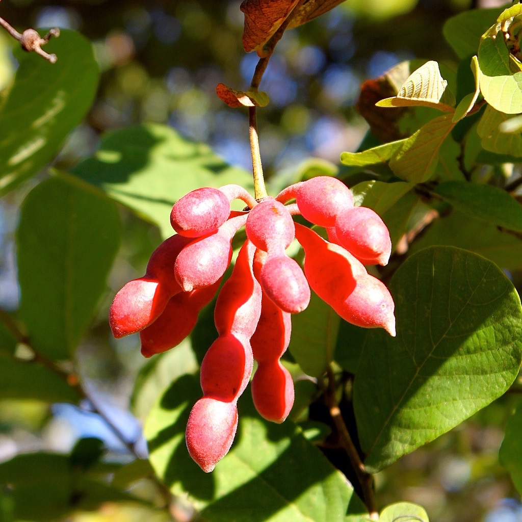 Muchingachinga Fruit.