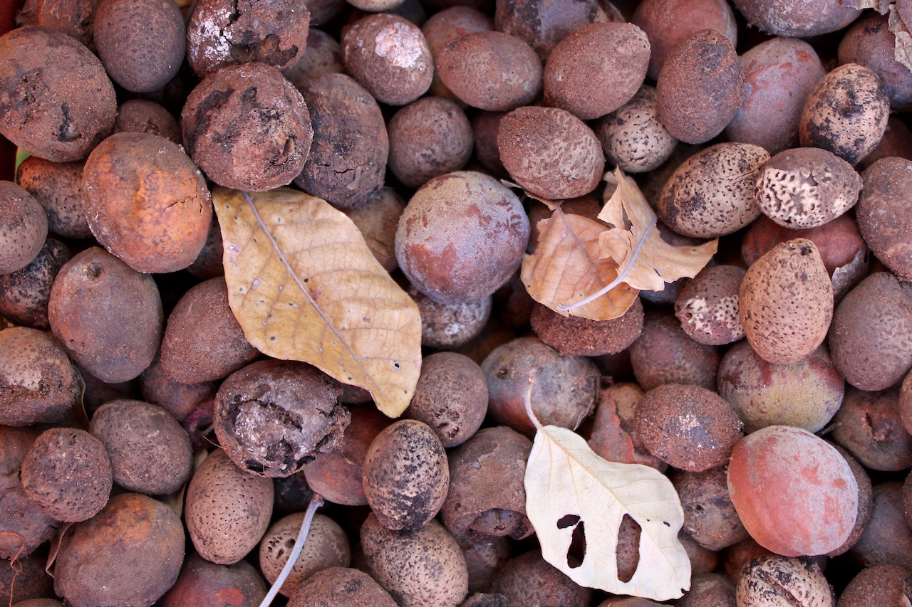 Mongongo nuts, as they are when it's time to forage, having falling from the tree and left to go hard. 