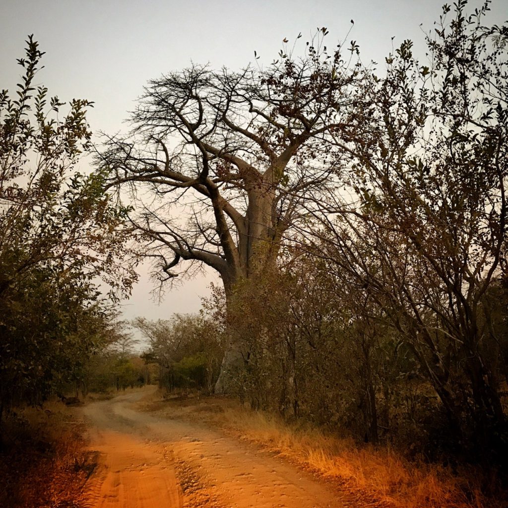 Baobab Dukkah + The Magical Medicine Man – SavannaBel